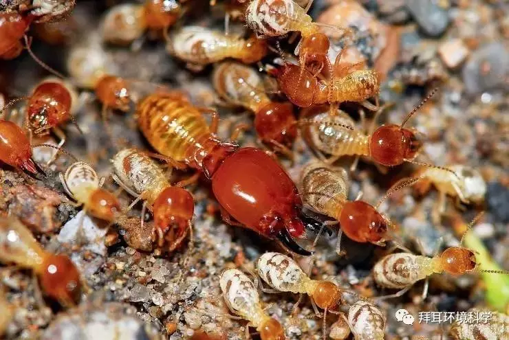 白蚁管理培训教程(一):白蚁的生物习性及危害