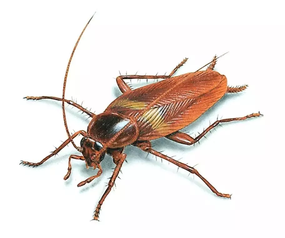 蟑螂管理培训教程（一）：蟑螂的生物习性及危害